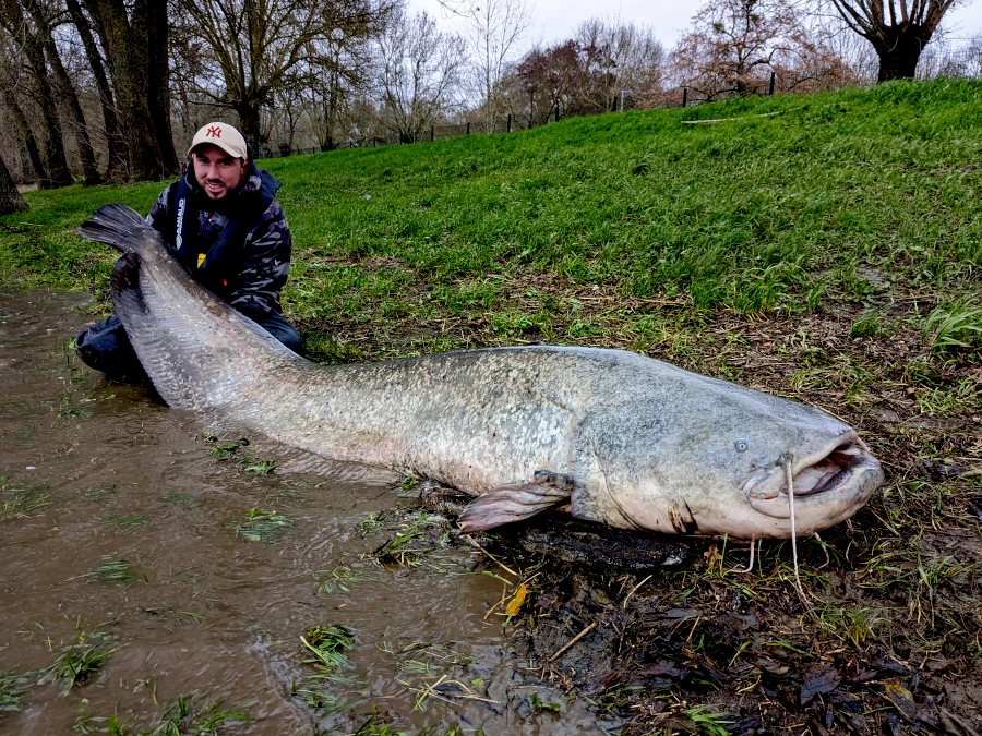 Pêche du silure aux leurres
